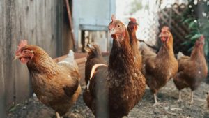 Lire la suite à propos de l’article Grippe aviaire H5N1 au Togo : Mesures d&rsquo;urgence du gouvernement